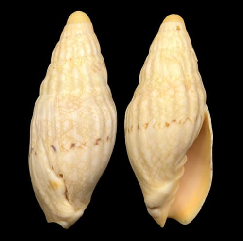 Notovoluta baconi