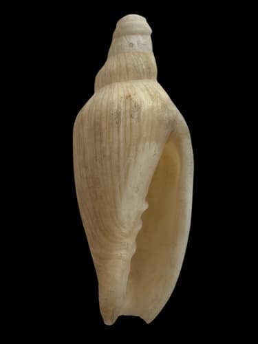 Notovoluta hoskensae