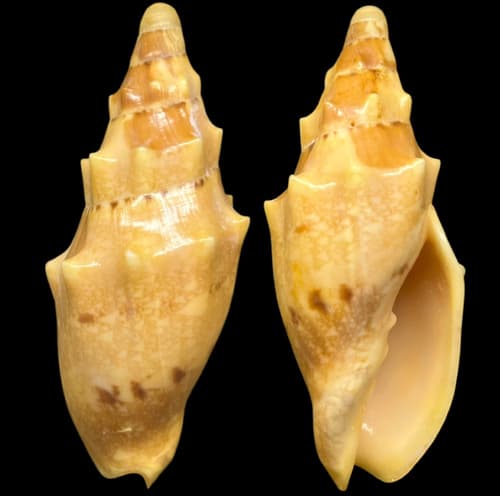 Notovoluta kreuslerae