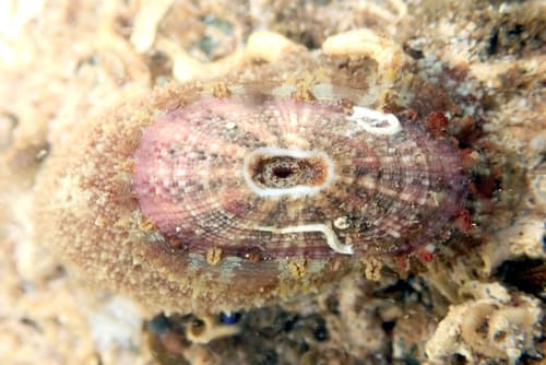 oblong keyhole limpet