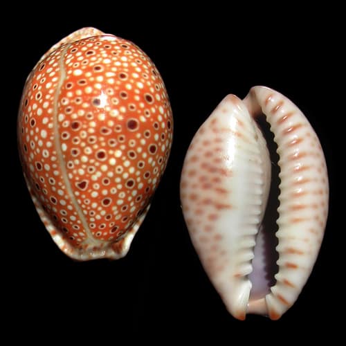 ocellated cowrie
