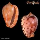 Ocellated Cowrie