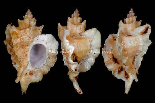 Ocinebrellus falcatus