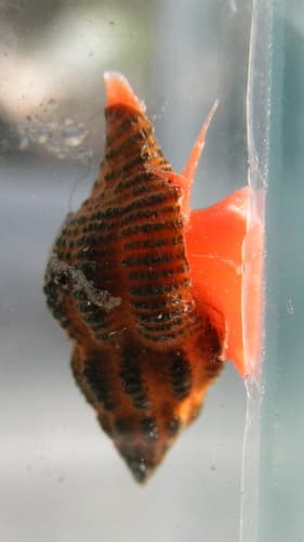 Ocinebrina aciculata