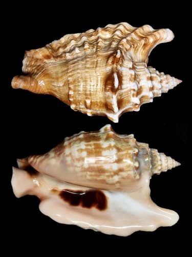 Old's conch