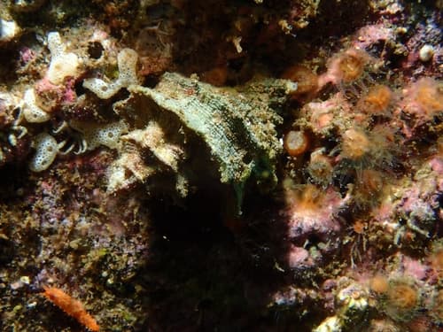Oldroyd coralsnail