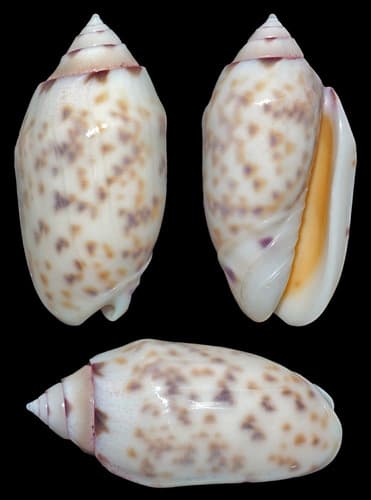 Oliva amethystina