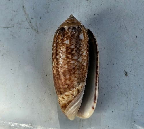 Oliva circinata