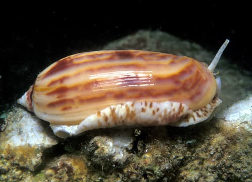Oliva efasciata