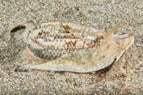 Oliva elegans