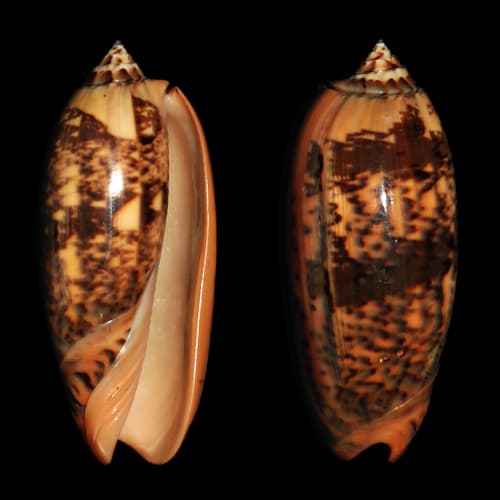Oliva flammeacolor