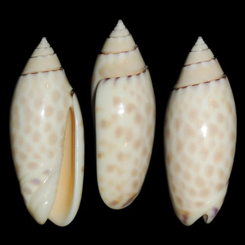 Oliva maculata