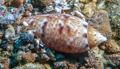 Oliva mantichora