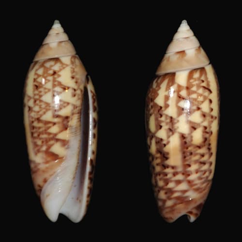 Oliva multiplicata