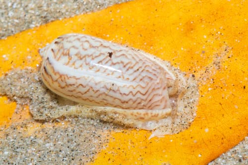 Oliva mustelina