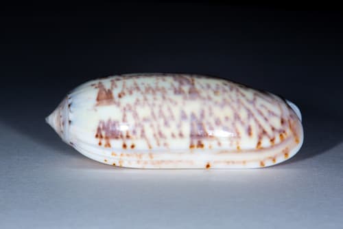Oliva ornata