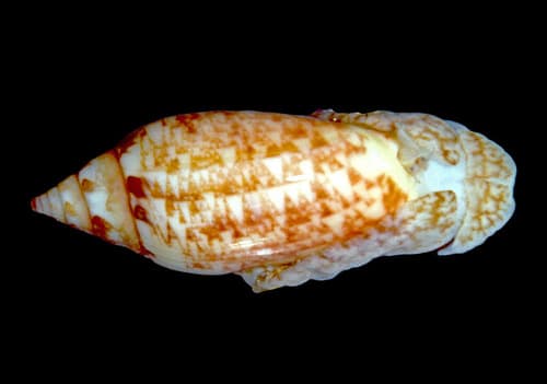 Oliva richerti