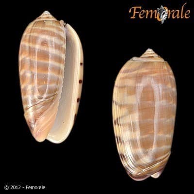 Oliva rufula