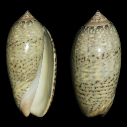 Oliva tisiphona