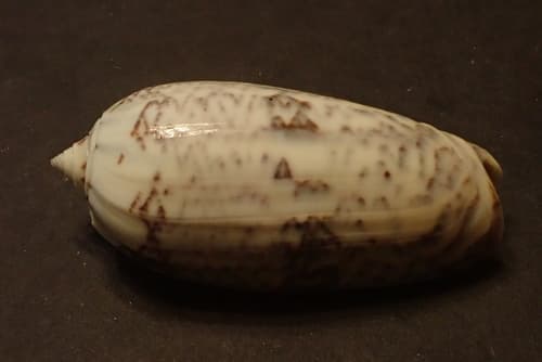 Oliva tremulina