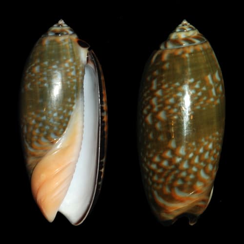 Oliva tricolor