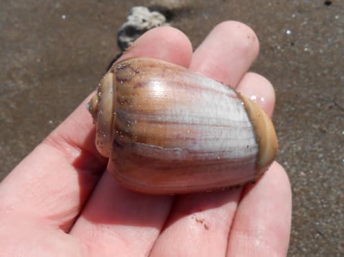 Olivancillaria urceus