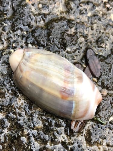 Olivancillaria vesica