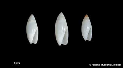 Olive (Netted Olive)