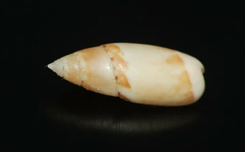 Olivella cocosensis