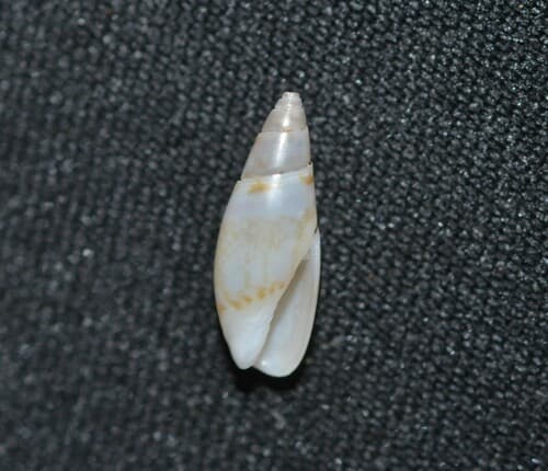 Olivella lactea