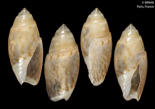 Olivella olssoni