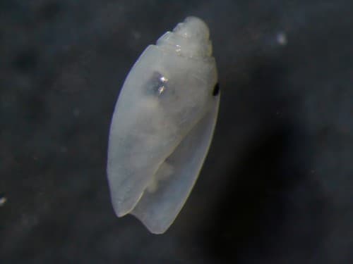 Olivella perplexa