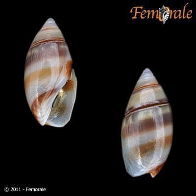 Olivella zonalis
