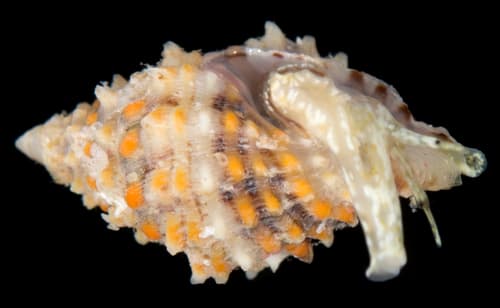 Oppomorus funiculatus