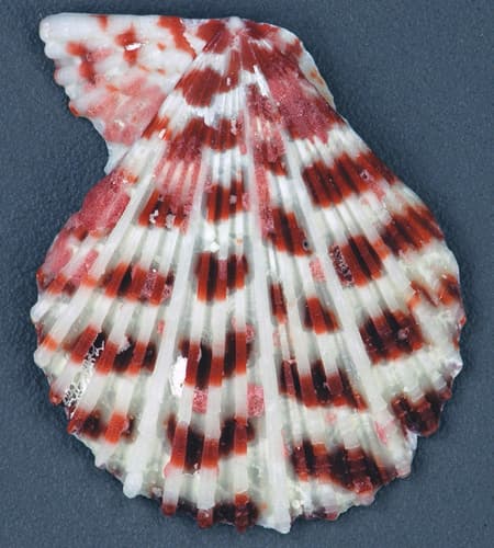 ornate scallop