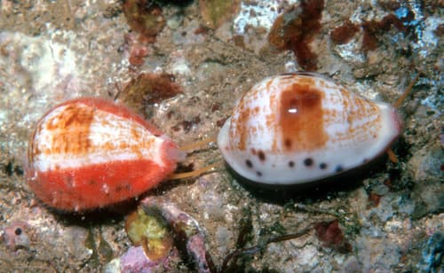 Ovatipsa rashleighana