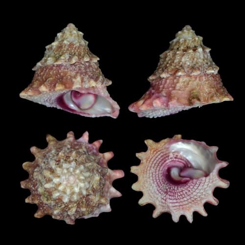 Pacific star shell