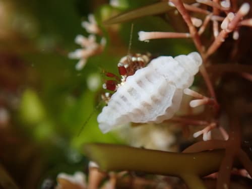 Paciocinebrina minor