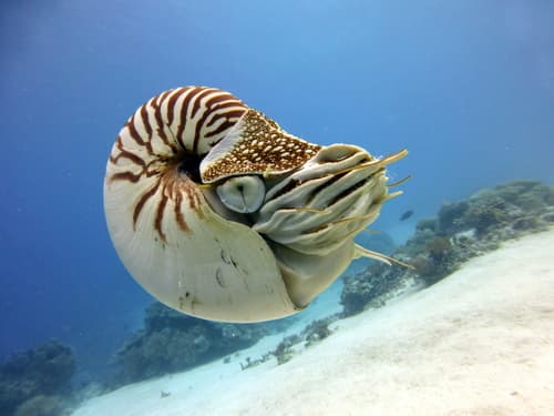 Palau Nautilus