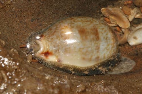Pale cowrie
