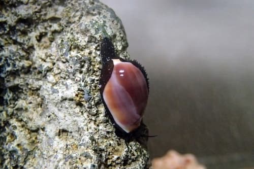 Palmadusta artuffeli