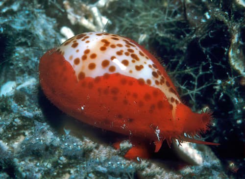 Palmadusta humphreyii