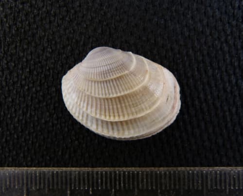 Paphonotia elliptica