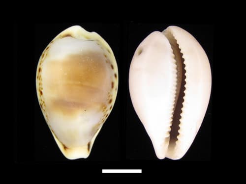 Paradusta hungerfordi