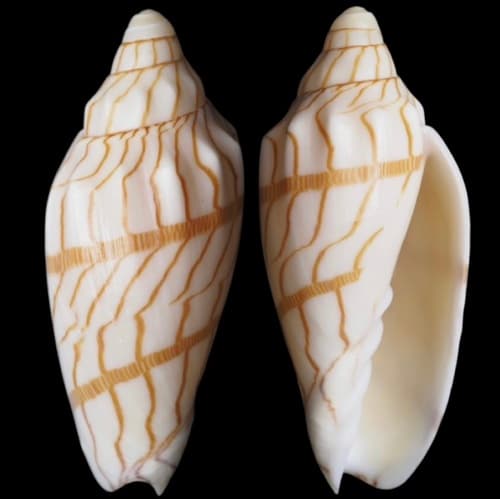 Paramoria johnclarki