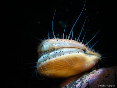 Patagonian Scallop