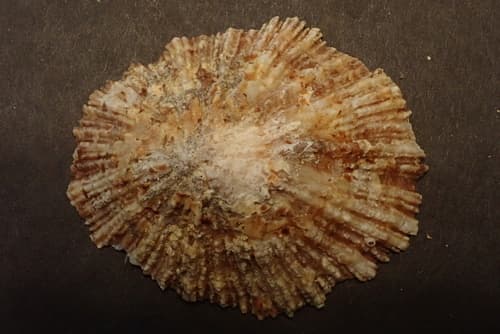 Patella aspera