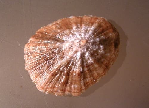Patella gomesii