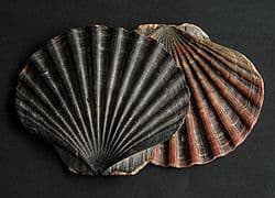 Pecten dorotheae