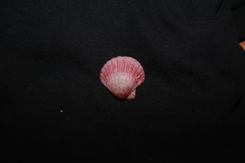 Pecten excavatus